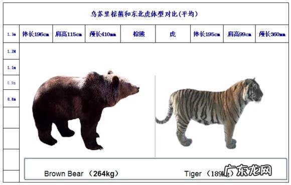 问,狗熊跟棕熊有什么区别