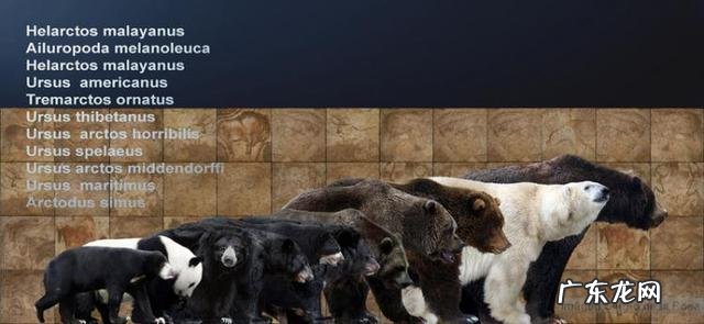 问,狗熊跟棕熊有什么区别