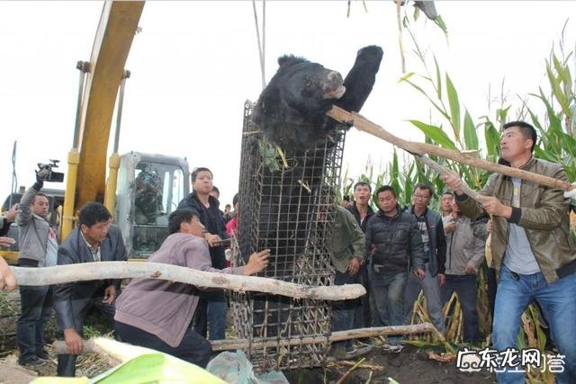 问,狗熊跟棕熊有什么区别