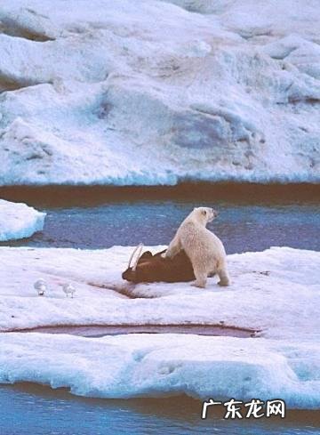 问,狗熊跟棕熊有什么区别