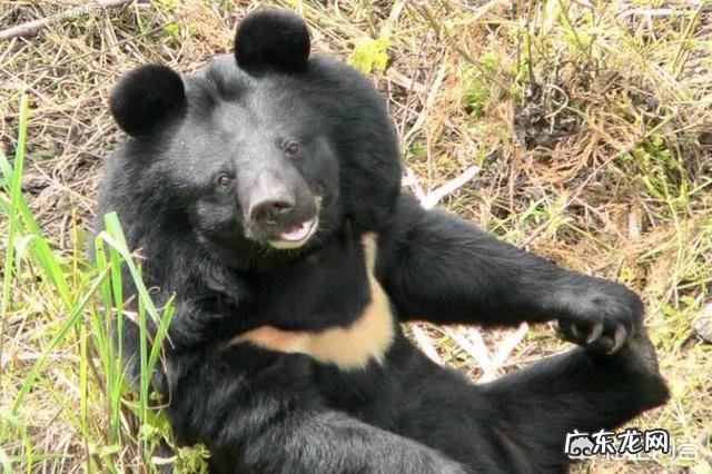 问,狗熊跟棕熊有什么区别