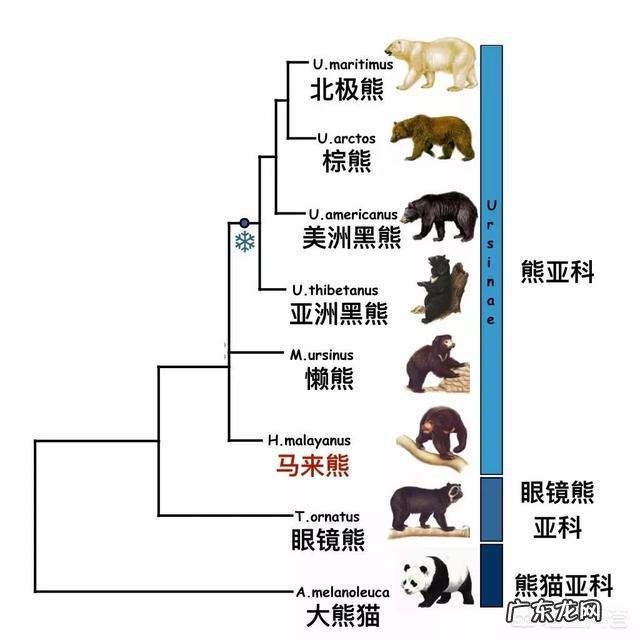 问,狗熊跟棕熊有什么区别