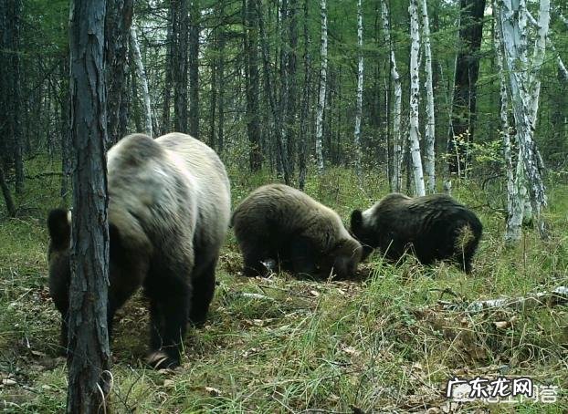问,狗熊跟棕熊有什么区别