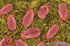 螨虫脸是怎么回事有什么特征吗