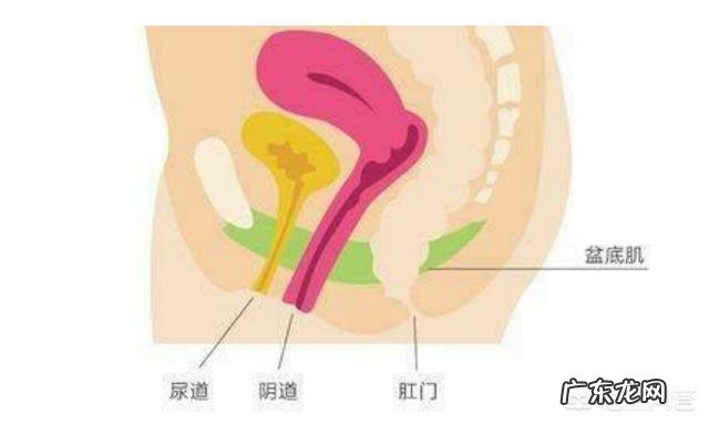 产后女性为什么要做盆底肌锻炼?