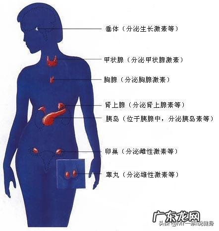 你们觉得女生太胖,必须减肥吗?