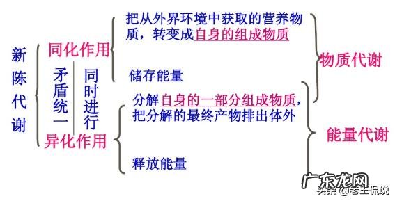 同化、异化作用的概念是什么？ 什么是同化什么是异化
