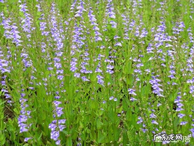 长期闻中药味道是否对人体有害？