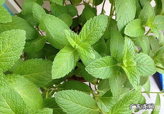 长期闻中药味道是否对人体有害？