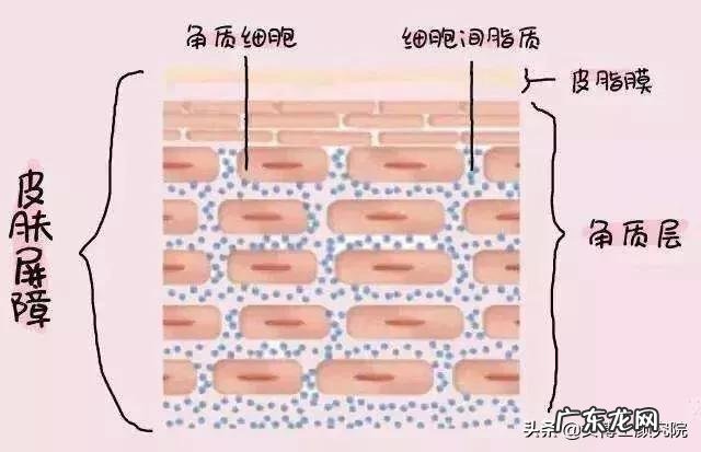 皮肤吸收不好,和角质层薄有没有关系