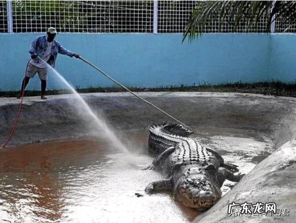鳄鱼王洛龙能否单杀一只成年雄性健康的河马?
