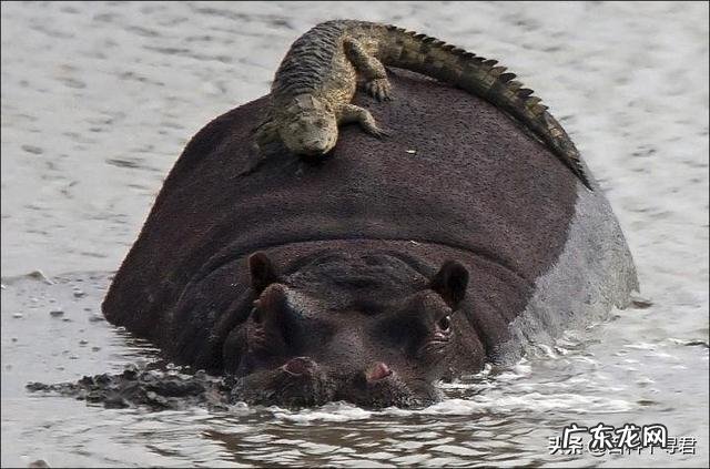 鳄鱼王洛龙能否单杀一只成年雄性健康的河马?