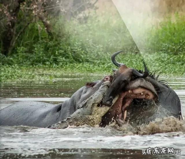 鳄鱼王洛龙能否单杀一只成年雄性健康的河马?