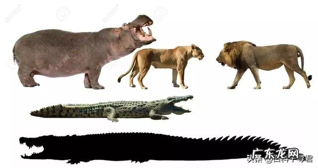 鳄鱼王洛龙能否单杀一只成年雄性健康的河马?