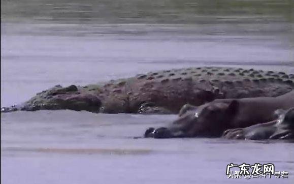 鳄鱼王洛龙能否单杀一只成年雄性健康的河马?