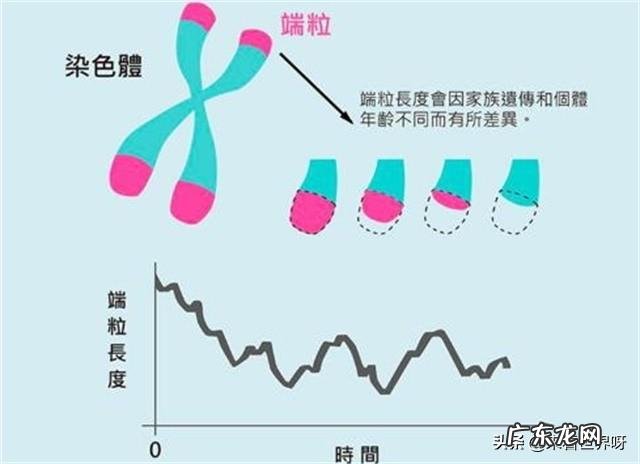人是如何慢慢变老的由于什么科学原理呢