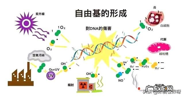 人是如何慢慢变老的由于什么科学原理呢