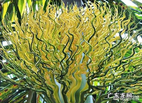 三亚特产有哪些值得买的?