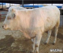 夏洛莱牛生长快，体型大，为啥许多养牛户却不愿意养？