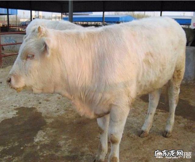 夏洛莱牛生长快,体型大,为啥许多养牛户却不愿意养?