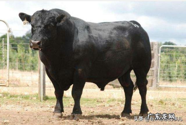 夏洛莱牛生长快，体型大，为啥许多养牛户却不愿意养？