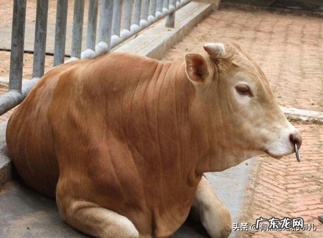 夏洛莱牛生长快，体型大，为啥许多养牛户却不愿意养？