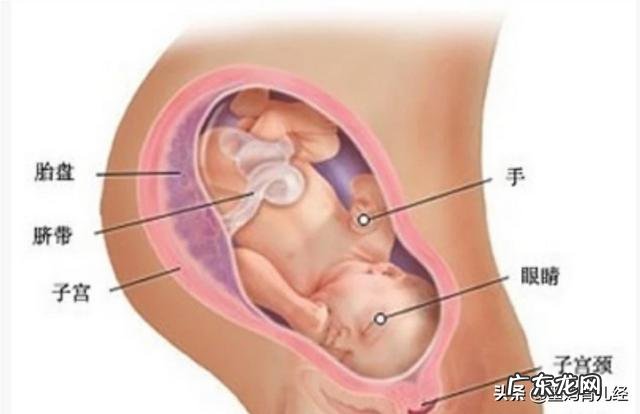 怀孕最后一个月胎儿能长多少斤?需要注意什么?