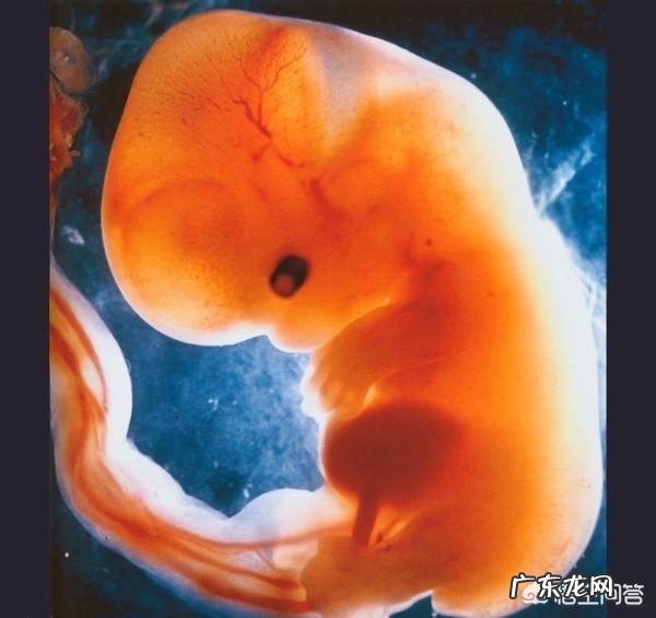 怀孕5周时的胎儿长什么样的,有多大?