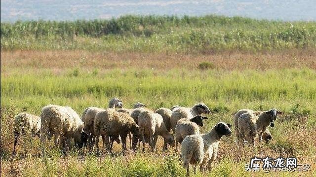 冬季什么蔬菜最便宜,对身体又好?