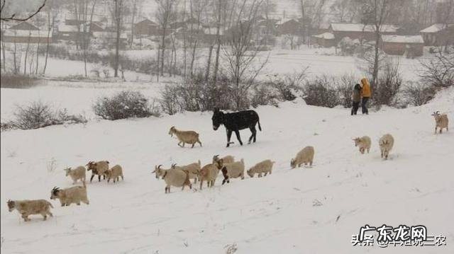 冬季什么蔬菜最便宜,对身体又好?