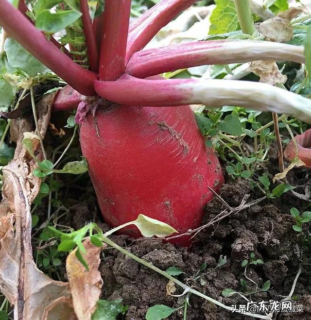 冬季什么蔬菜最便宜,对身体又好?