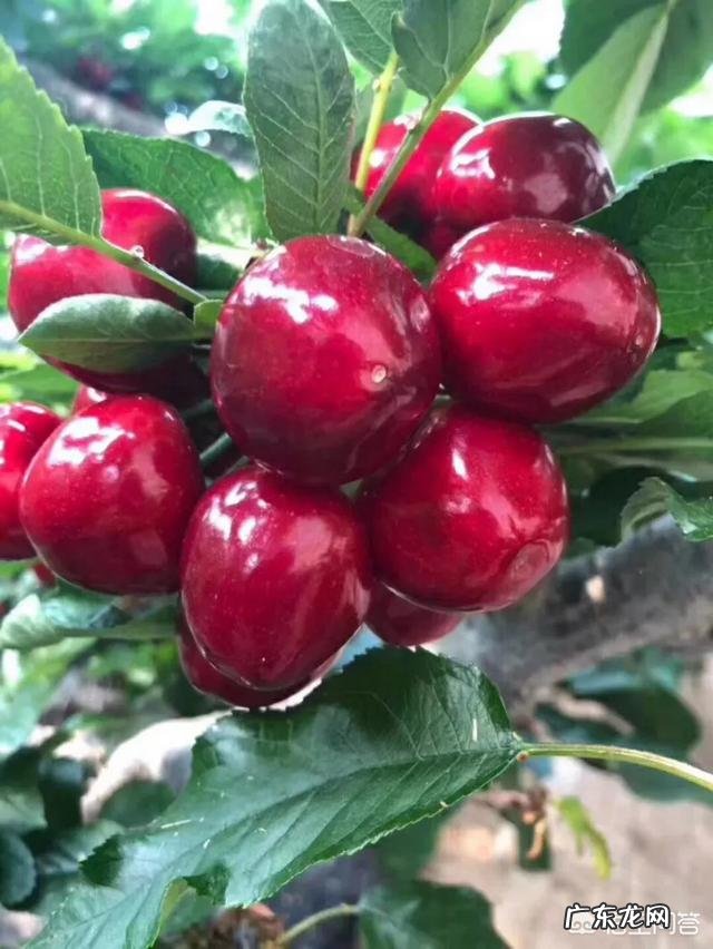 脸上挤出白色米粒样脂物，形如小虫，哪些人容易长？