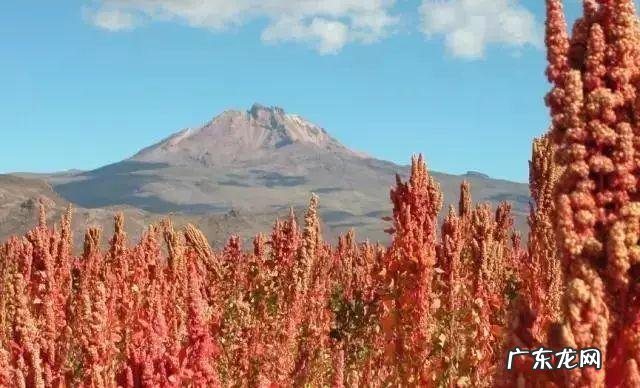 藜麦属于粮食吗有什么营养价值