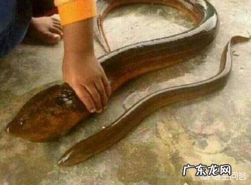 养殖甲鱼苗要多长时间才能长大到1.5斤左右甲鱼苗不喂食会死吗