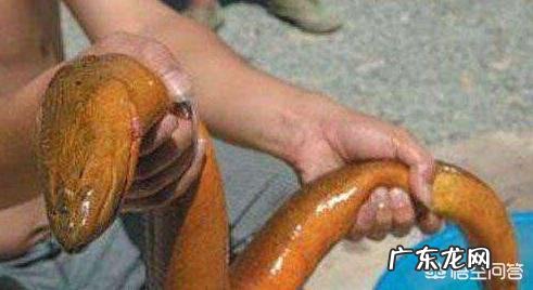 养殖甲鱼苗要多长时间才能长大到1.5斤左右甲鱼苗不喂食会死吗