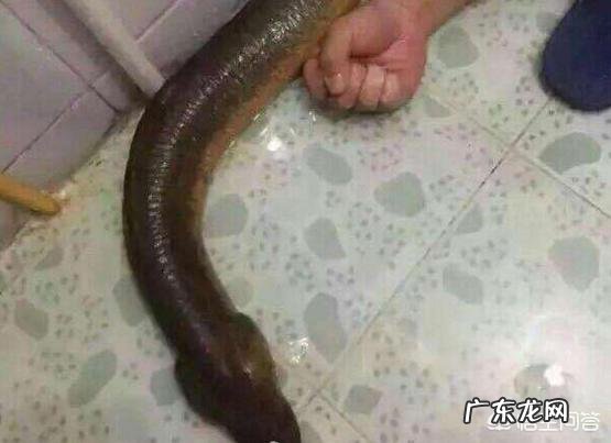 养殖甲鱼苗要多长时间才能长大到1.5斤左右甲鱼苗不喂食会死吗