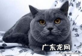 猫咪英短和美短的区别是什么?