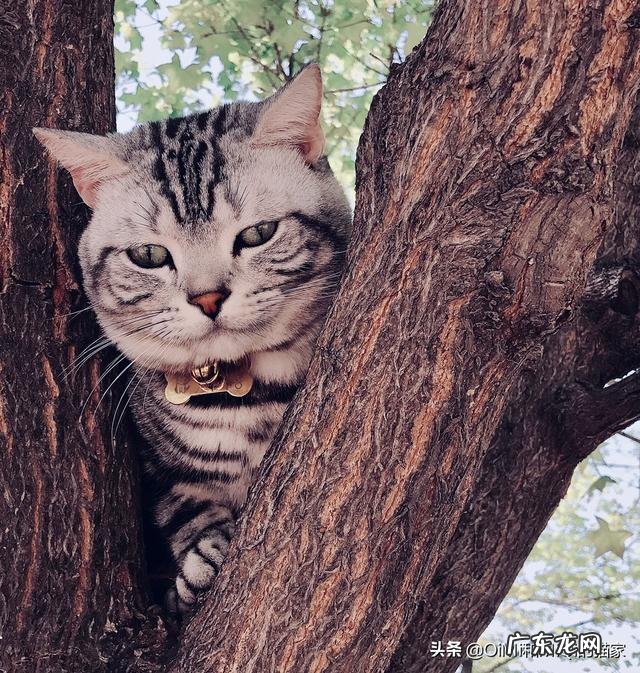 猫咪英短和美短的区别是什么?