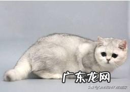 猫咪英短和美短的区别是什么?