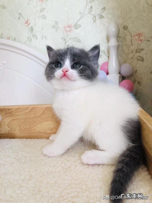 猫咪英短和美短的区别是什么?