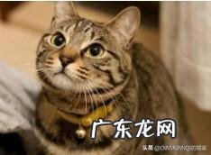 猫咪英短和美短的区别是什么?