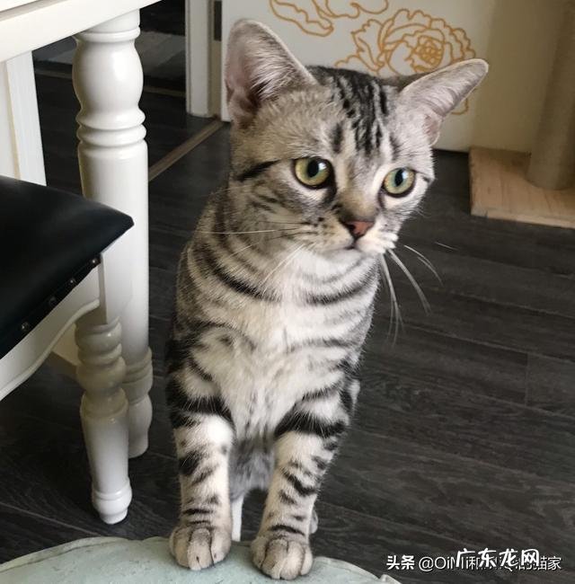 猫咪英短和美短的区别是什么?