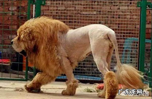 黑熊、棕熊、老虎三种动物的战斗力是怎么排的