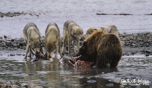 黑熊、棕熊、老虎三种动物的战斗力是怎么排的
