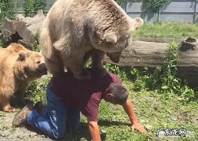 黑熊、棕熊、老虎三种动物的战斗力是怎么排的