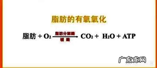 去健身房主要是想瘦肚子,应该怎么锻炼呢?