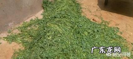 50天如何减掉25斤肉? 15天如何减掉40斤