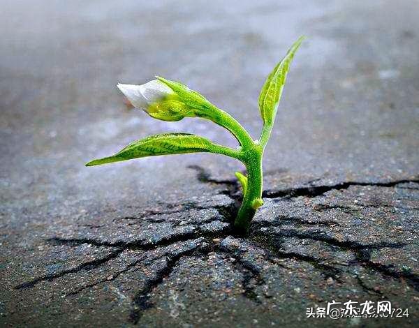 认为所谓的坚强是什么? 有哪些体现?