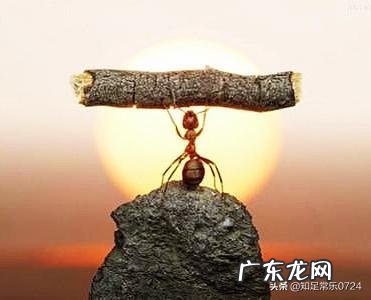 认为所谓的坚强是什么? 有哪些体现?