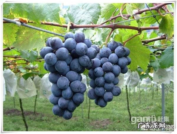 孕晚期可以吃葡萄吗？孕妇不能吃哪些水果？